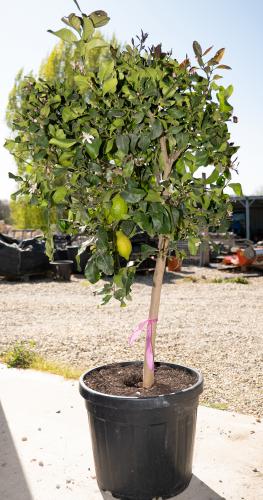 Vente arbres fruitier, citronniers, mandariniers, orangers - Joannick paysagiste casteljaloux lot-et-garonne