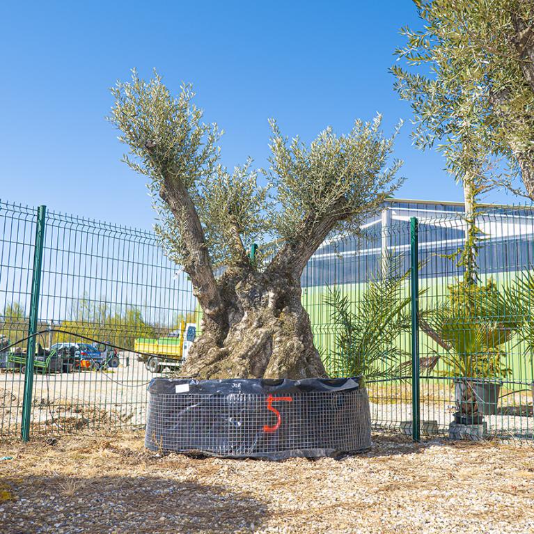 Vente olivier centenaire - Joannick paysagiste Casteljaloux Lot-et-Garonne