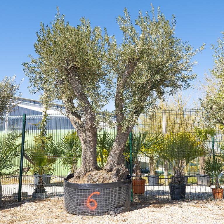 Vente olivier centenaire - Joannick paysagiste Casteljaloux Lot-et-Garonne