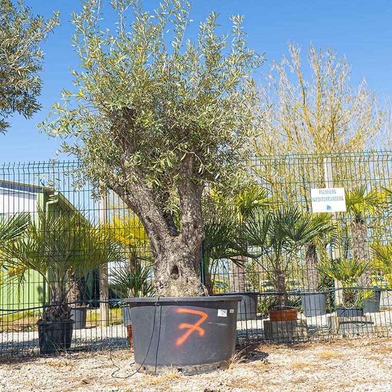 Vente olivier centenaire - Joannick paysagiste Casteljaloux Lot-et-Garonne