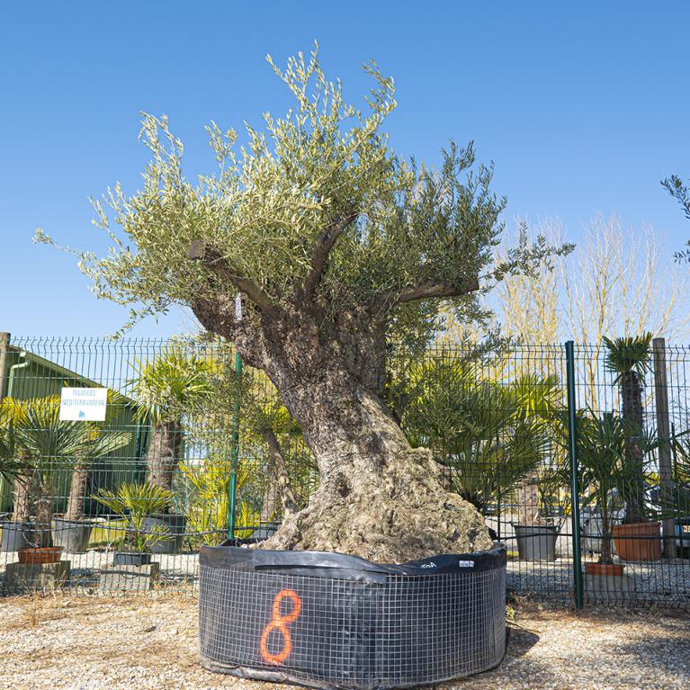 Vente olivier centenaire - Joannick paysagiste Casteljaloux Lot-et-Garonne