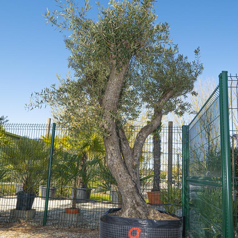 Vente olivier centenaire - Joannick paysagiste Casteljaloux Lot-et-Garonne