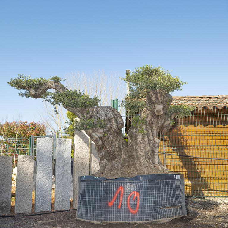 Vente olivier centenaire - Joannick paysagiste Casteljaloux Lot-et-Garonne