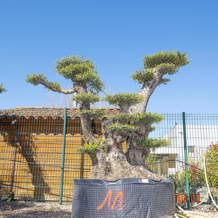 Vente olivier centenaire - Joannick paysagiste Casteljaloux Lot-et-Garonne
