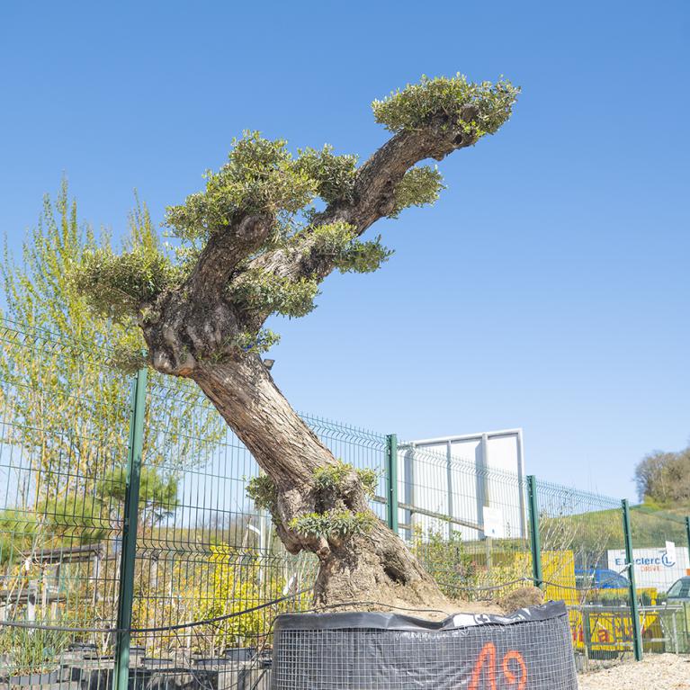 Vente olivier centenaire - Joannick paysagiste Casteljaloux Lot-et-Garonne