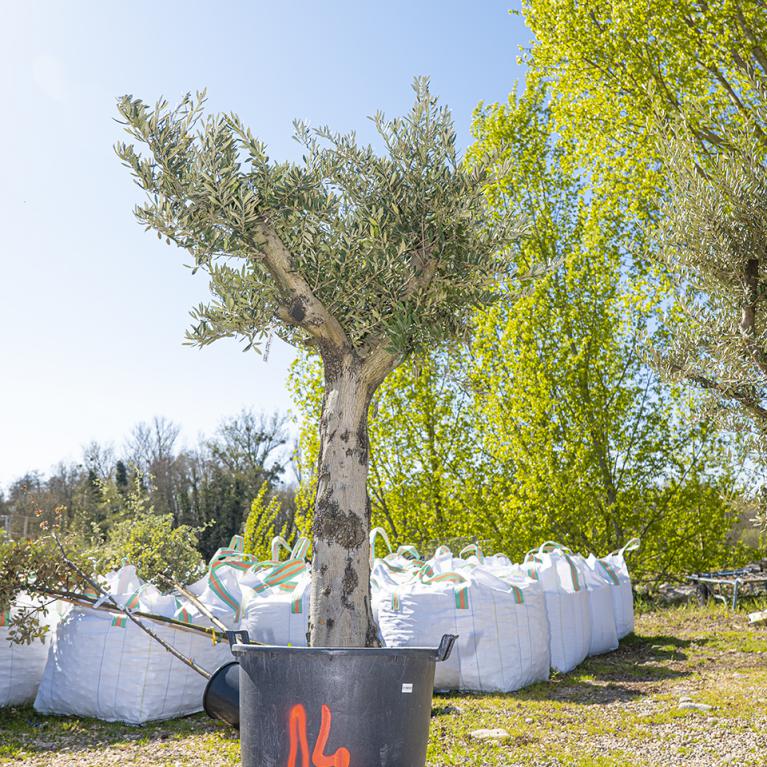 Vente olivier centenaire - Joannick paysagiste Casteljaloux Lot-et-Garonne
