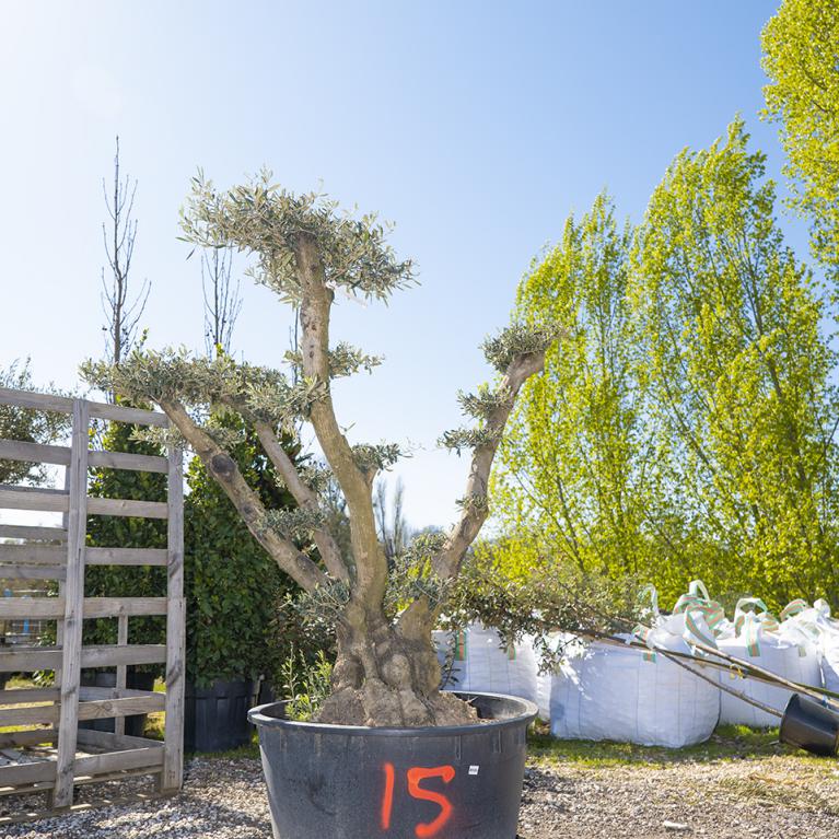 Vente olivier centenaire - Joannick paysagiste Casteljaloux Lot-et-Garonne