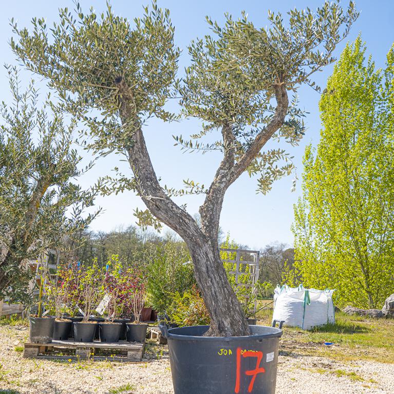 Vente olivier centenaire - Joannick paysagiste Casteljaloux Lot-et-Garonne
