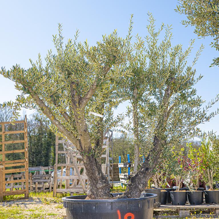 Vente olivier centenaire - Joannick paysagiste Casteljaloux Lot-et-Garonne