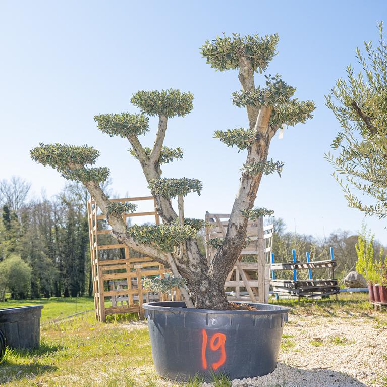 Vente olivier centenaire - Joannick paysagiste Casteljaloux Lot-et-Garonne