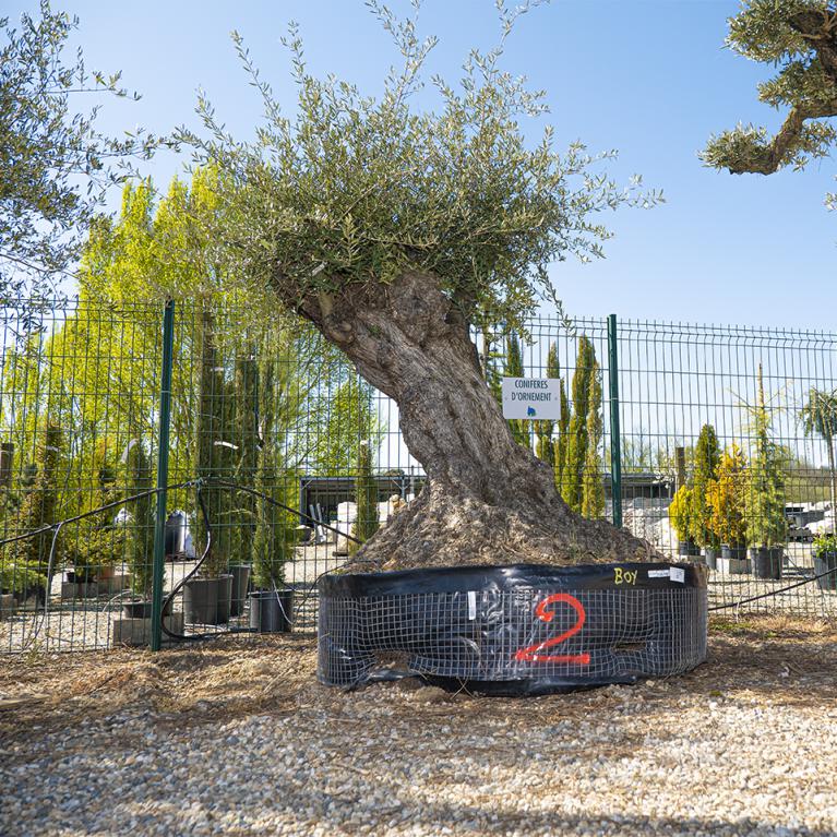 Vente olivier centenaire - Joannick paysagiste Casteljaloux Lot-et-Garonne