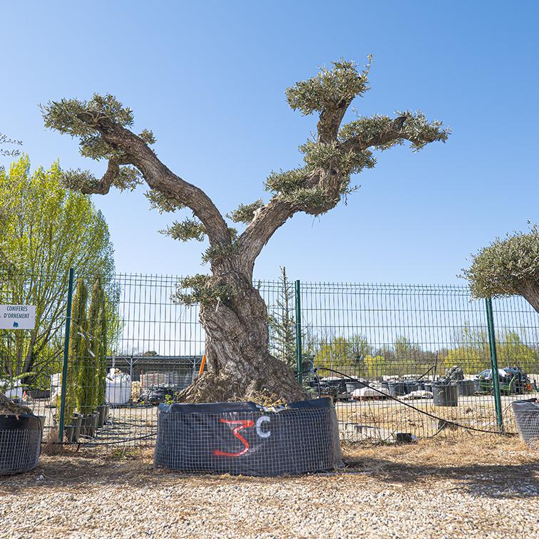 Vente olivier centenaire - Joannick paysagiste Casteljaloux Lot-et-Garonne