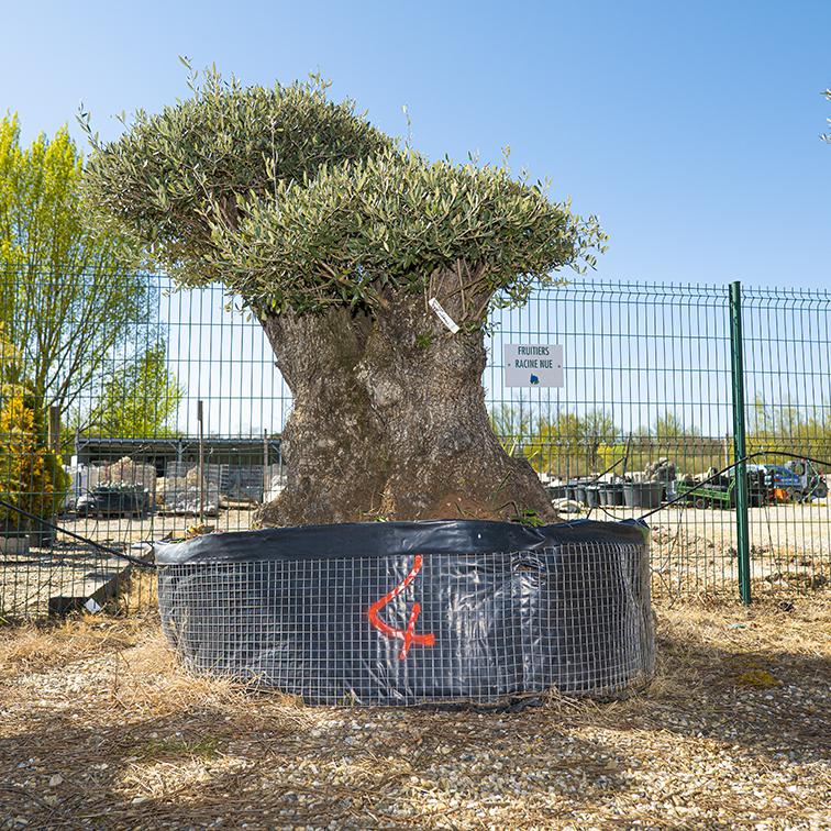 Vente olivier centenaire - Joannick paysagiste Casteljaloux Lot-et-Garonne