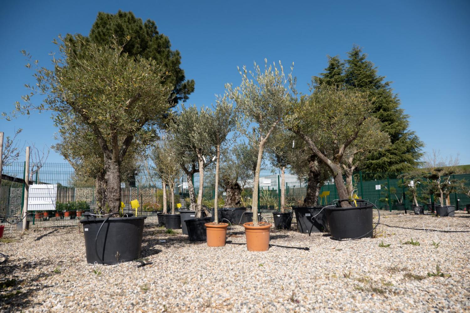 Vente olivier - Joannick paysagiste Casteljaloux Lot-et-Garonne