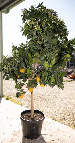 Vente arbres fruitier, citronniers, mandariniers, orangers - Joannick paysagiste casteljaloux lot-et-garonne