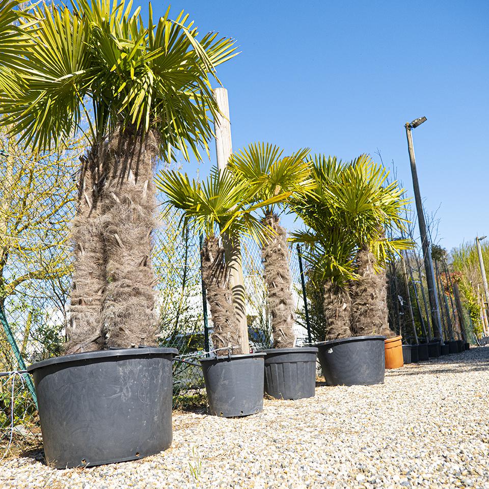 Vente palmiers trachycarpus, phoenix, cycas - Joannick paysagiste Casteljaloux Lot-et-Garonne